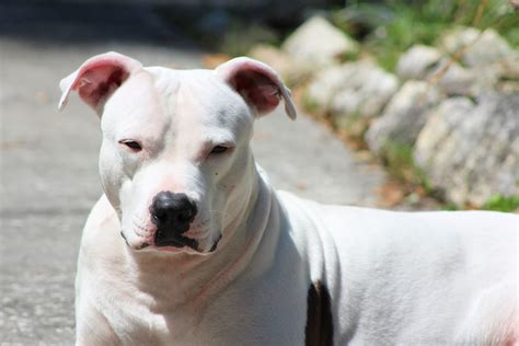 They have a wide muzzle, small eyes, and cropped ears for some, but one identifying trait they have is their pure white coat with hints of pigmentation in some areas. . Dogo argentino mix with pitbull